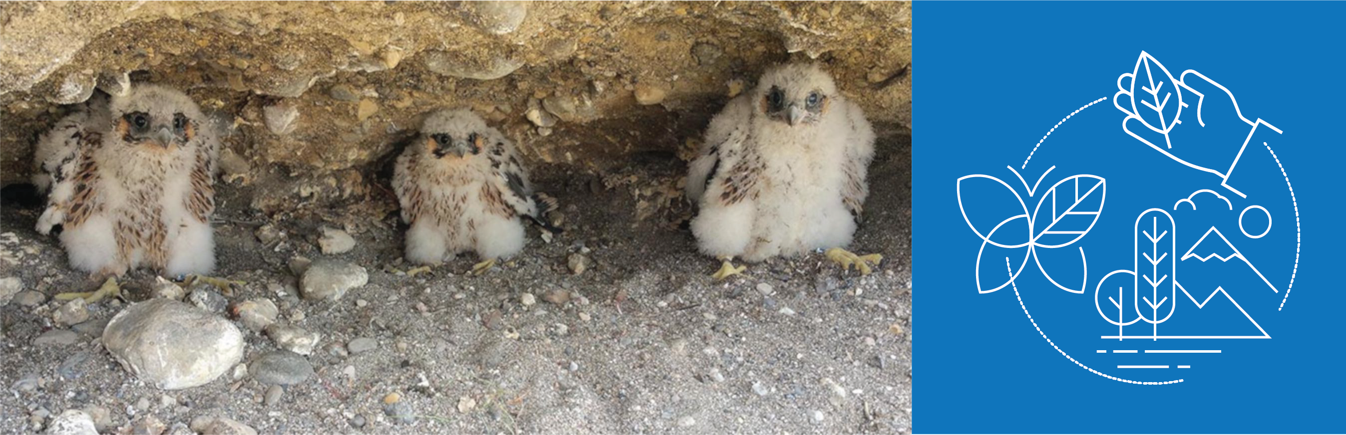Birds.png